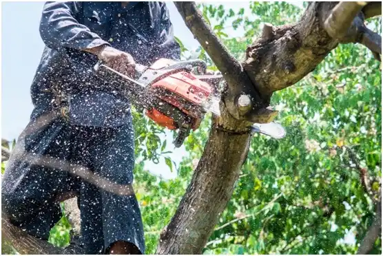 tree services Hempstead